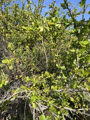 Berberis sphaerocarpa