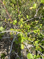 Berberis sphaerocarpa
