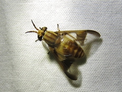 Chrysops flavidus