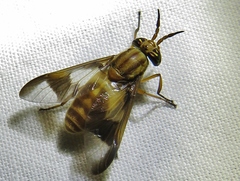 Chrysops flavidus