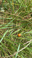 Coccinella septempunctata