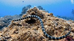 Emydocephalus ijimae