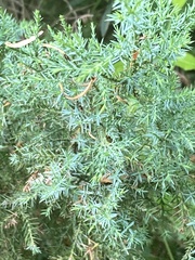 Juniperus virginiana