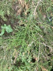 Juniperus virginiana