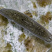 Planariidae - Photo (c) sumie-dh,  זכויות יוצרים חלקיות (CC BY-NC), הועלה על ידי sumie-dh
