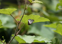 Abraximorpha davidii