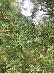 Juniperus virginiana