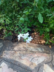 Plumbago auriculata