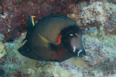 Acanthurus pyroferus