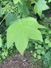 Liriodendron tulipifera