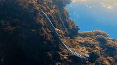 Laticauda semifasciata