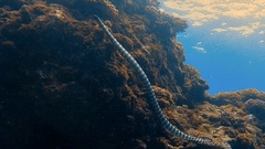 Laticauda semifasciata