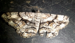 Peribatodes umbraria