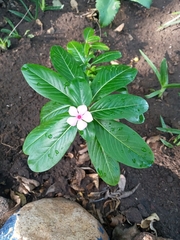 Catharanthus roseus