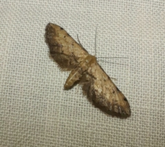 Idaea incalcarata