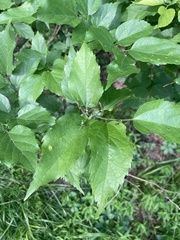 Celtis
