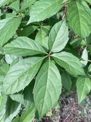 Parthenocissus quinquefolia