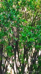 Punica granatum