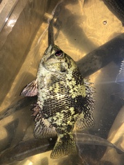 Ambloplites ariommus