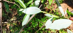 Salix paradoxa