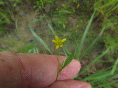Ranunculus laxicaulis