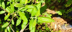 Salix paradoxa