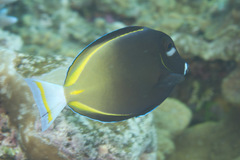 Acanthurus nigricans