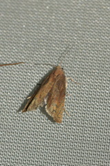 Eucosma balatonana