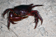 Trichodactylidae