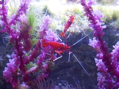 Lysmata debelius