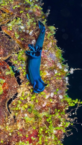 Gloomy Nudibranch — seen at this dive site