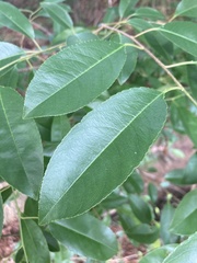 Prunus serotina