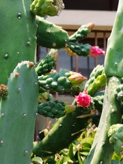 Opuntia cochenillifera