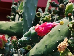 Opuntia cochenillifera