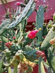 Opuntia cochenillifera