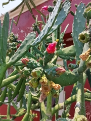 Opuntia cochenillifera