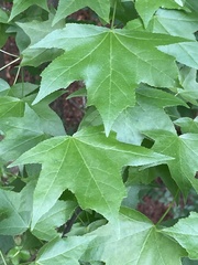 Liquidambar styraciflua
