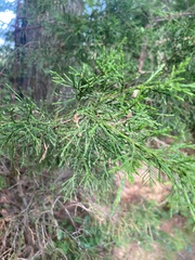 Juniperus virginiana