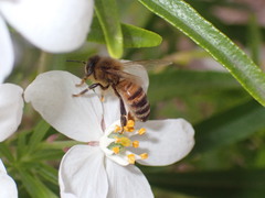 Apis mellifera