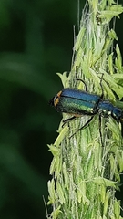 Cordylepherus viridis