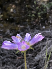 Campanula sibirica