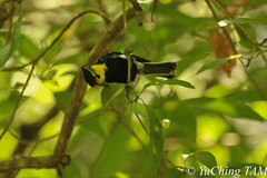 Machlolophus spilonotus