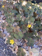 Oxalis corniculata