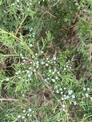Juniperus virginiana