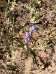 Neogaerrhinum strictum