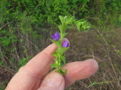 Triodanis lamprosperma