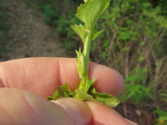 Triodanis lamprosperma