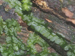 Geocalycaceae