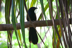 Centropus sinensis intermedius