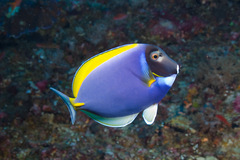 Acanthurus leucosternon